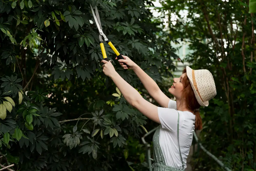 5 Signs Your Midtown Mobile Trees Need a Professional Pruning Service Now
