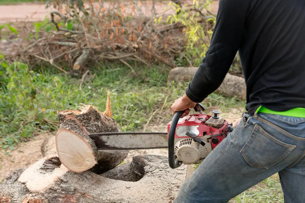 How a Professional Stump Grinding Service Transforms Your Spring Hill Yard