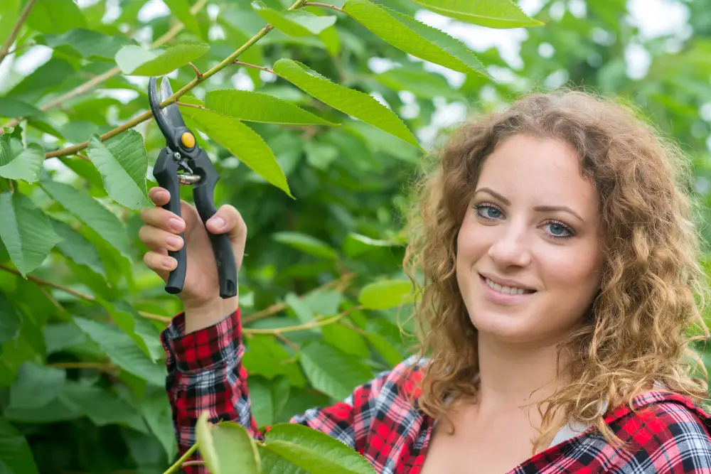 Tree Pruning in Midtown Mobile, AL When to Do It & Why It Matters