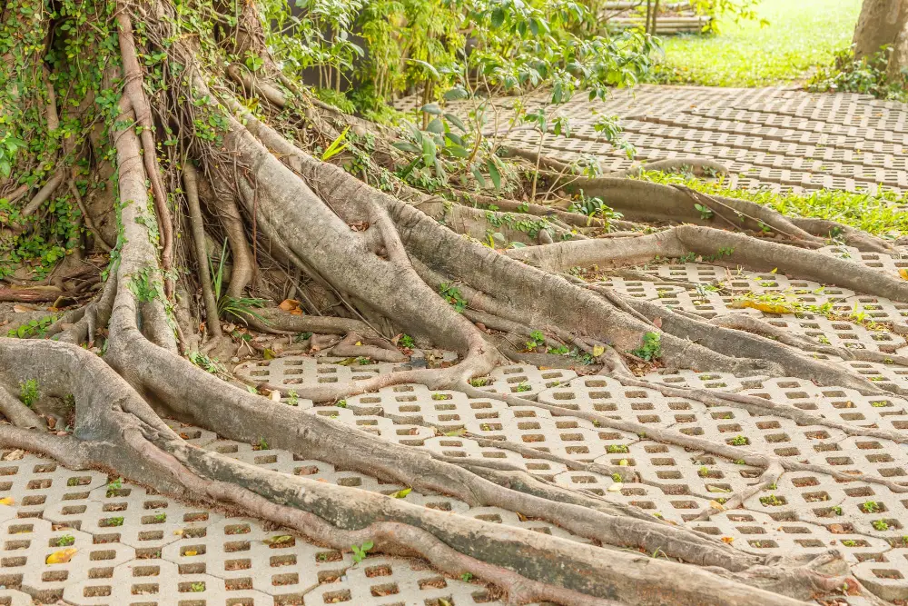 How Tree Roots Quietly Destroy Driveways, Pipes, & Foundations