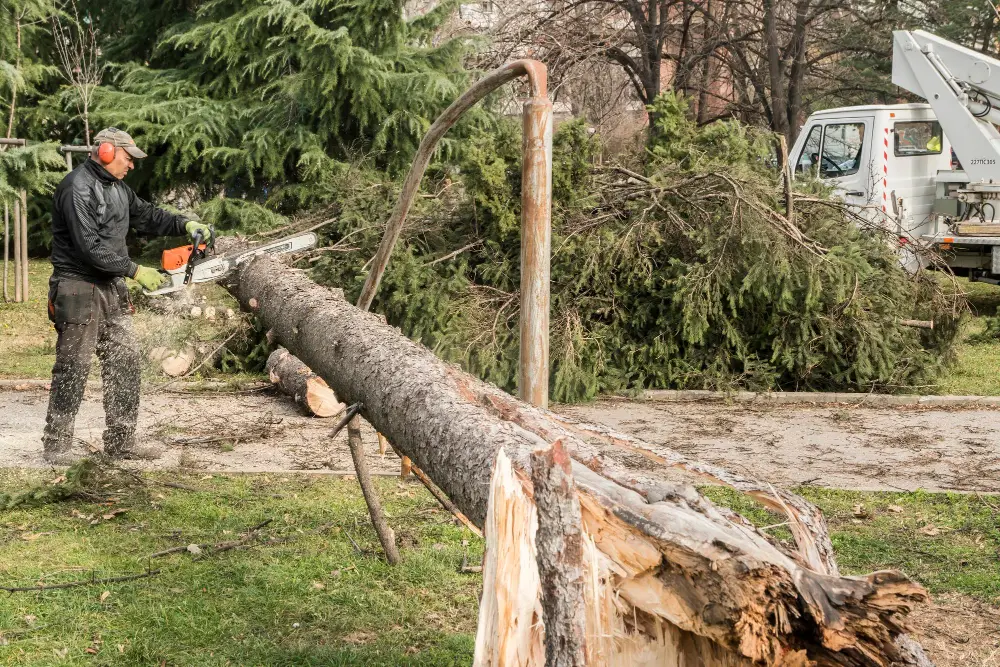 How to Prepare Your Midtown Mobile Property Before a Tree Removal Service Arrives