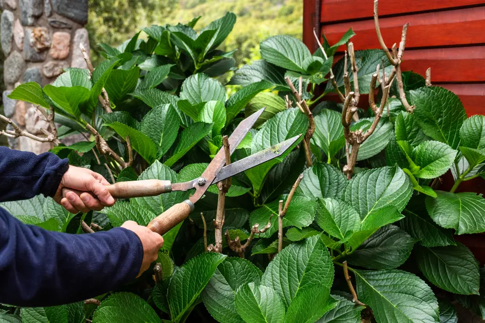 How to Prune a Crape Myrtle Without Crape Murder