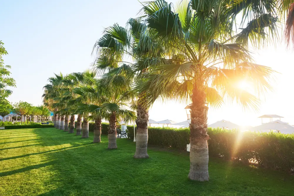 Palm Tree Trimming on the Gulf Coast How & When to Do It