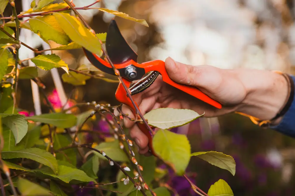 The Tools & Techniques Professional Tree Pruning Services Use in West Mobile