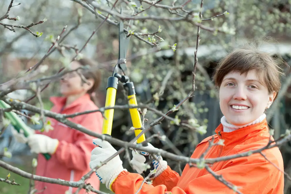 What a Professional Tree Pruning Service Actually Looks Like in Midtown Mobile